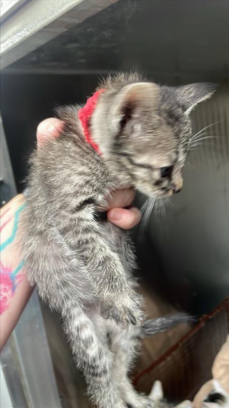 *BOUNCE - Domestic Short Hair available for adoption