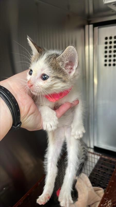 *POUNCE - Domestic Short Hair available for adoption