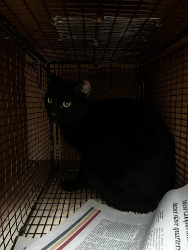 *THACKERY - Domestic Short Hair available for adoption