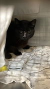 adoptable Cat in  named *NEBULA