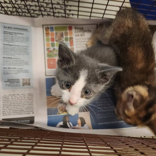 *MAX - Domestic Short Hair available for adoption