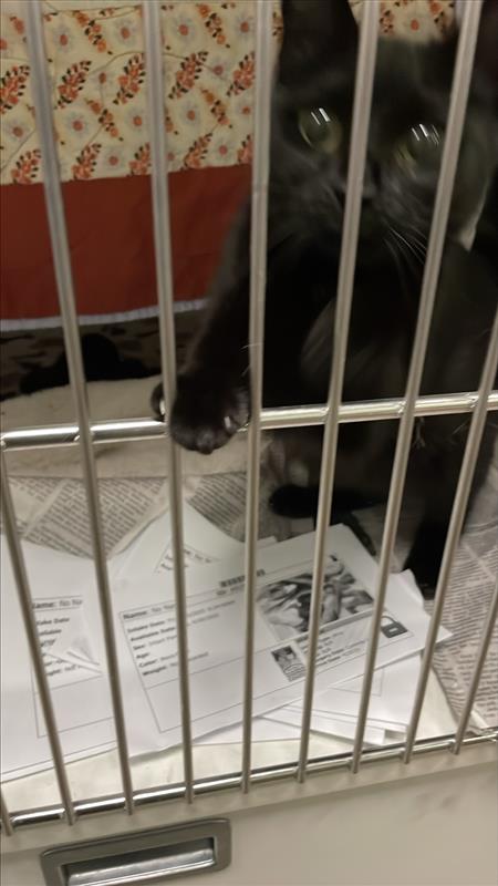 *MINA - Domestic Short Hair available for adoption