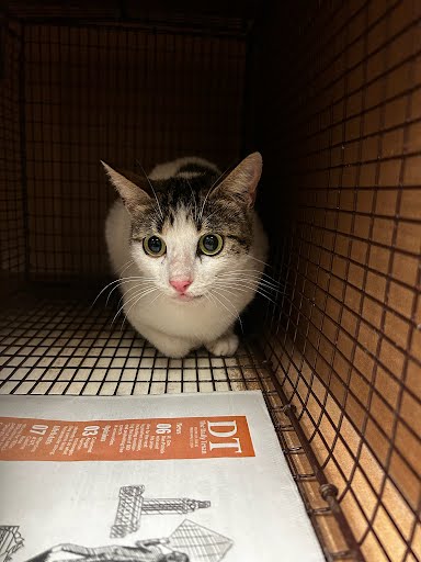 A929092 - Domestic Short Hair available for adoption