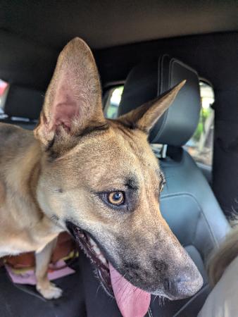 *FRANZ - German Shepherd Dog available for adoption