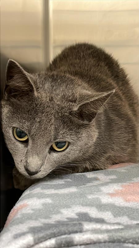 SOFTIE - Domestic Short Hair available for adoption