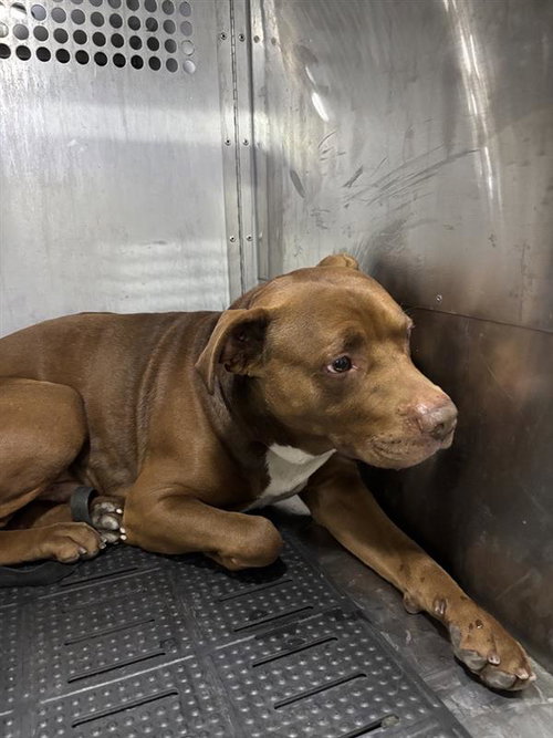 *RORY - American Pit Bull Terrier available for adoption