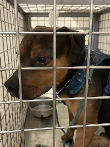 LENNIC - Rottweiler available for adoption