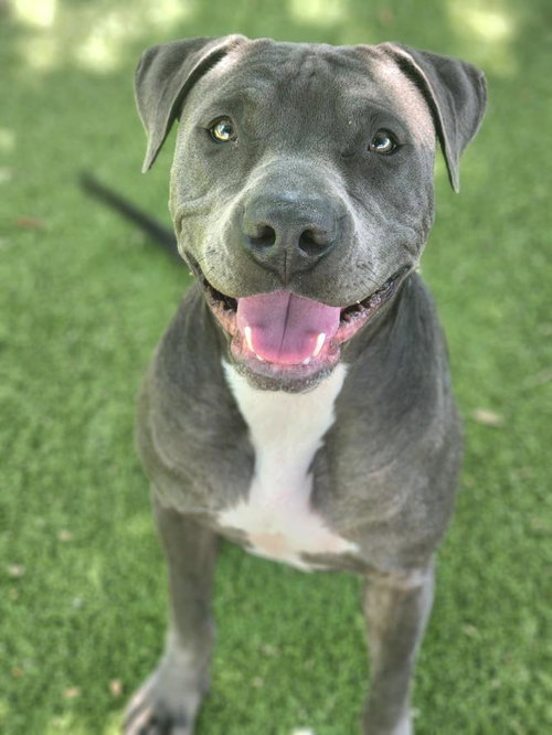 *BOMB PUP PUPSICLE - Pit Bull Terrier available for adoption