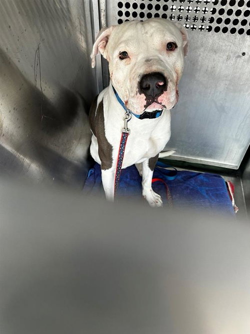 COWBOY - Pit Bull Terrier available for adoption