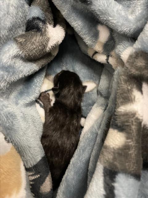 A929107 - Domestic Short Hair available for adoption