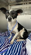 adoptable Dog in  named *LAVENDER