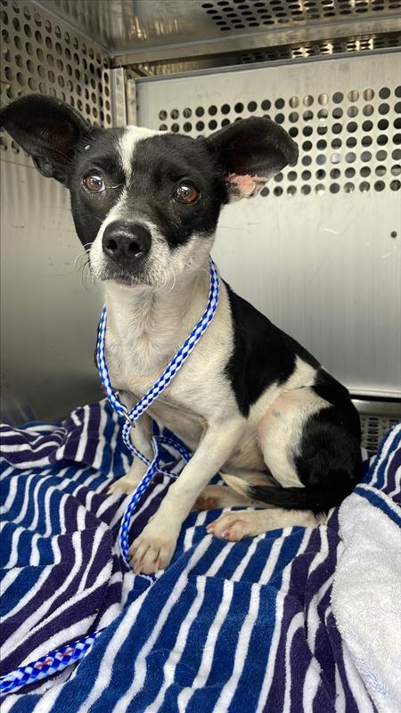 *LAVENDER - Rat Terrier available for adoption