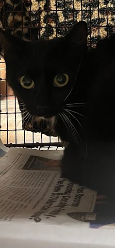 A929155 - Domestic Short Hair available for adoption