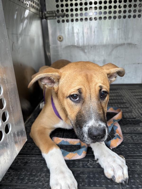 adoptable Dog in Austin, TX named *CYNTHIA