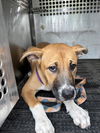 adoptable Dog in  named *CYNTHIA