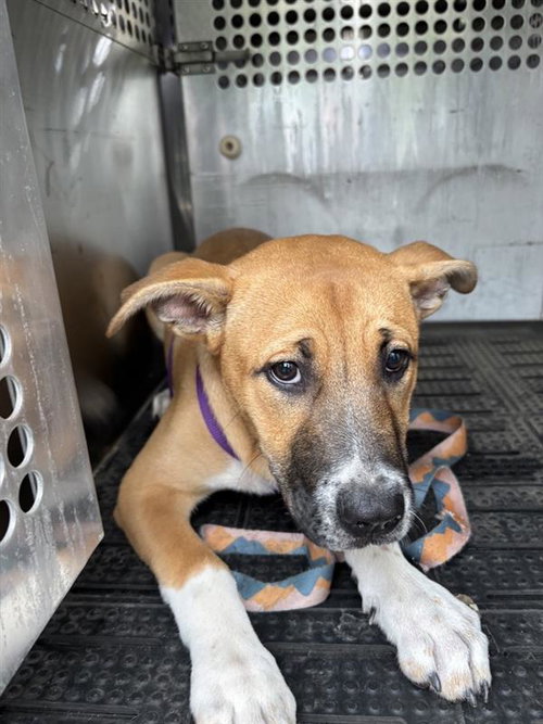 *CYNTHIA - Collie available for adoption