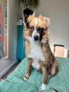 adoptable Dog in  named *DOROTHY
