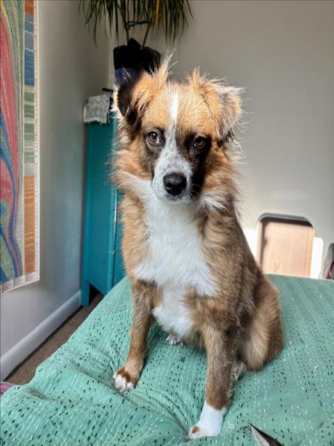 *DOROTHY - Australian Shepherd available for adoption