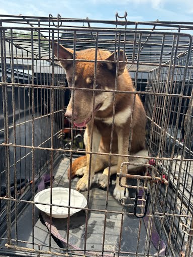 adoptable Dog in Austin, TX named *BLANCHE