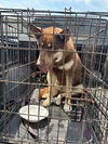 adoptable Dog in  named *BLANCHE
