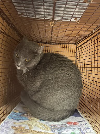 MEEBLE - Domestic Short Hair available for adoption