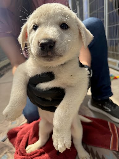 *ALABAMA - Labrador Retriever available for adoption