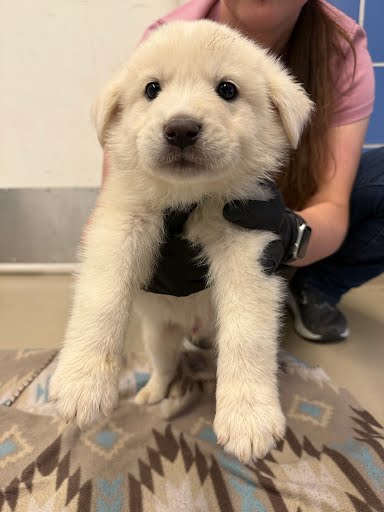 *KENTUCKY - Labrador Retriever available for adoption
