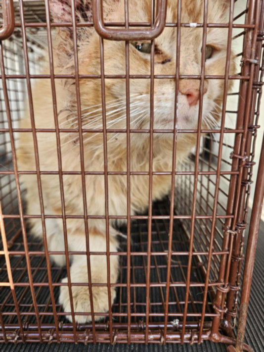adoptable Cat in Austin, TX named FLUFFY