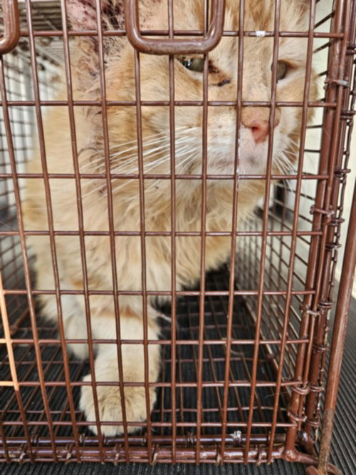 FLUFFY - Domestic Medium Hair available for adoption