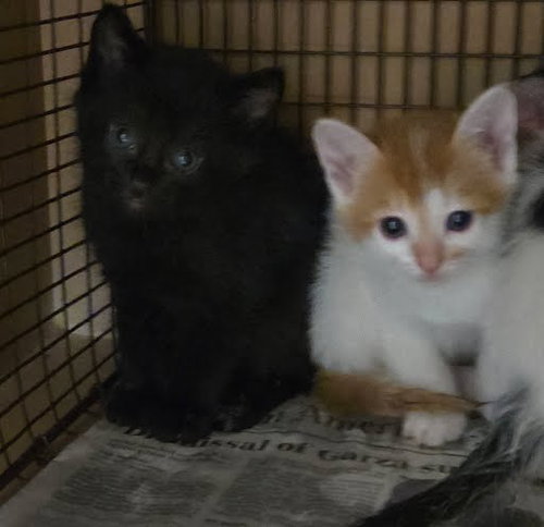 A929211 - Domestic Short Hair available for adoption