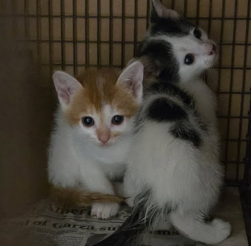 A929213 - Domestic Short Hair available for adoption