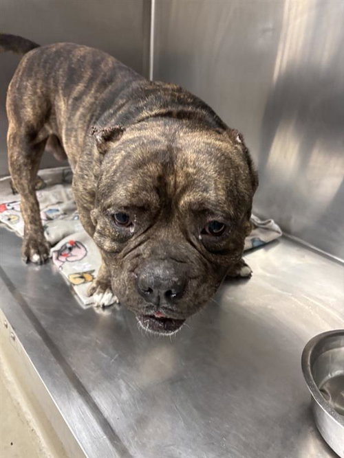 *MR. MAGOO - American Bulldog available for adoption