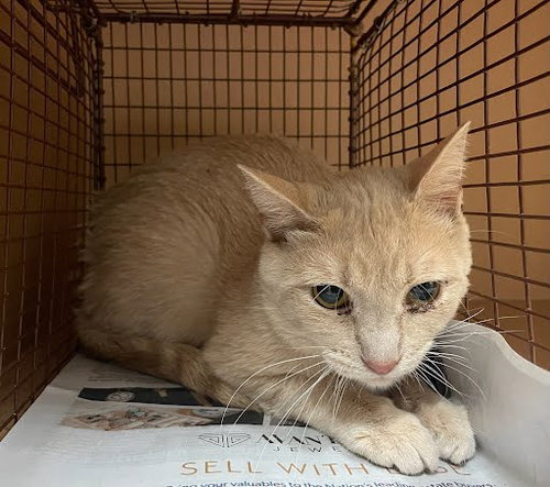 *JIMMY BUFFETT - Domestic Short Hair available for adoption