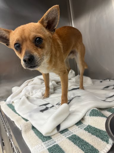 *CHANCE - Chihuahua available for adoption