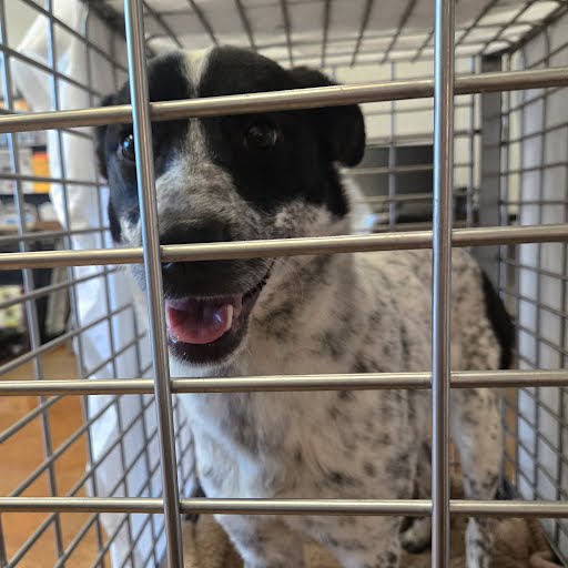 adoptable Dog in Austin, TX named A929246