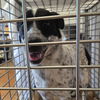 adoptable Dog in  named A929246