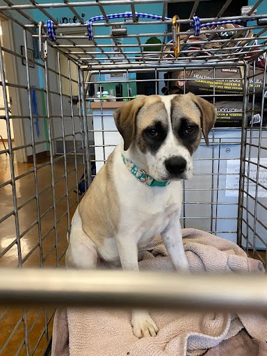 ROSIE - Anatolian Shepherd available for adoption