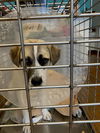 adoptable Dog in  named A929253