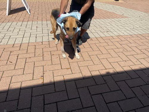 JUNIOR - German Shepherd Dog available for adoption