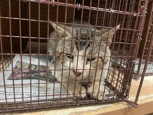 *MALCOLM - Domestic Short Hair available for adoption