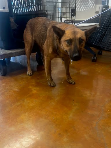 adoptable Dog in Austin, TX named A929495