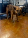 adoptable Dog in  named A929495