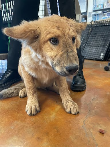 *SCOUT - Golden Retriever / Australian Cattle Dog/Blue Heeler available for adoption