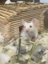 *SPEEDY - Photo 1
