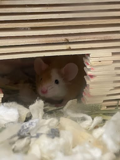 *JAQ - Mouse available for adoption