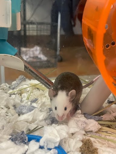 *GUS - Mouse available for adoption