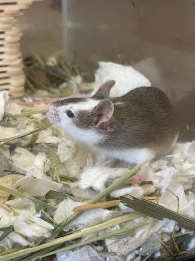 A929508 - Mouse available for adoption