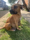 adoptable Dog in  named DAISEY