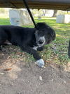 adoptable Dog in  named *ANAKIN