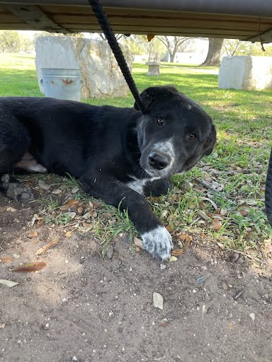 *ANAKIN - Border Collie available for adoption